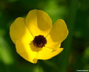 Ranunculus Asiaticus